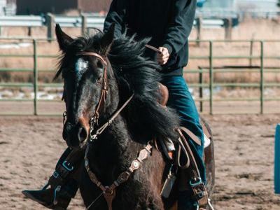 Lease or Trade – 4-Year-Old Mustang Gelding