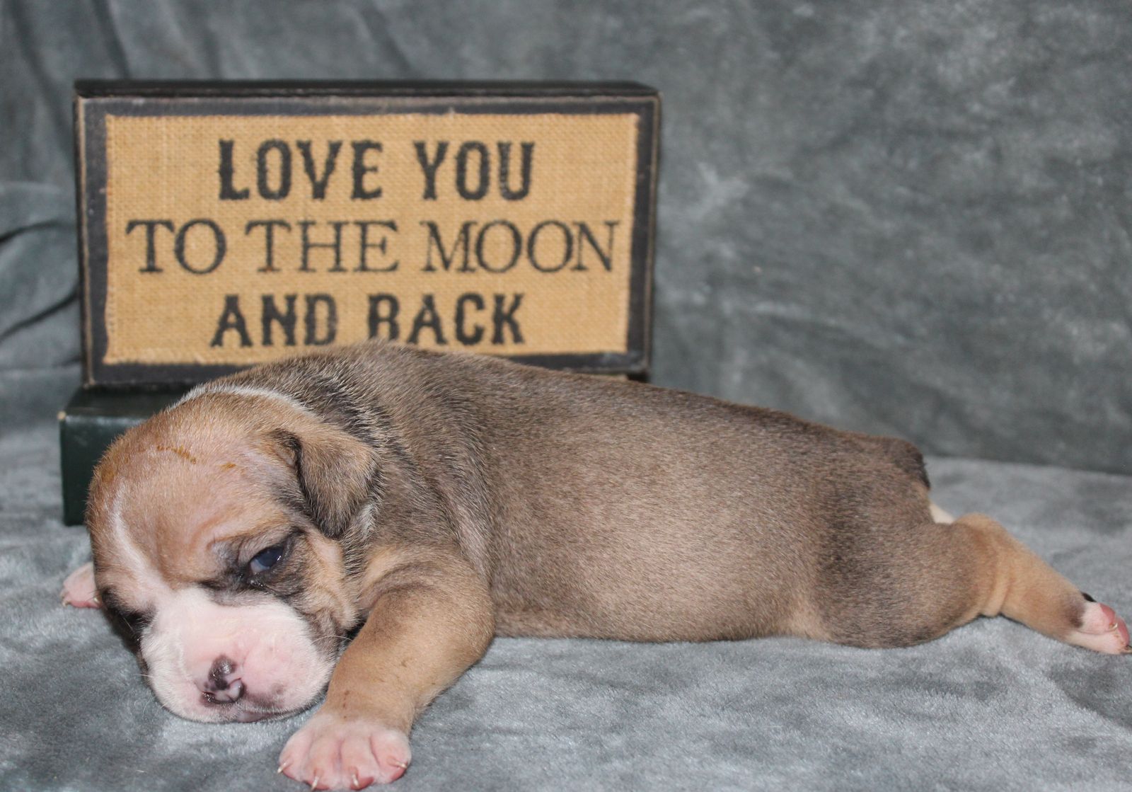IOEBA Reg. Olde English Bulldogge Puppies