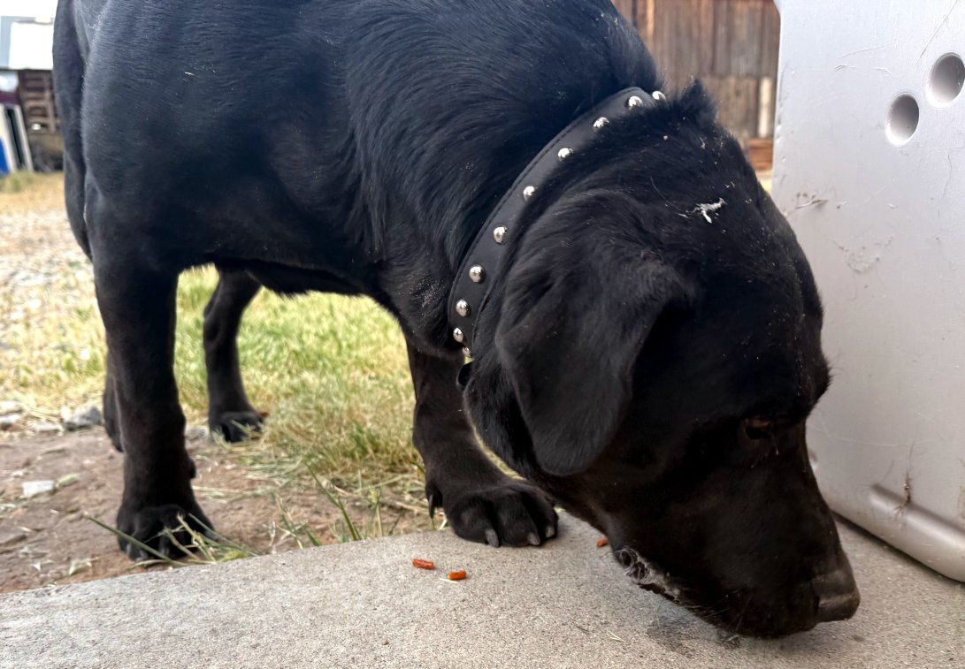 Black Male Labrador Retriever