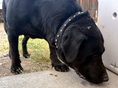 Black Male Labrador Retriever