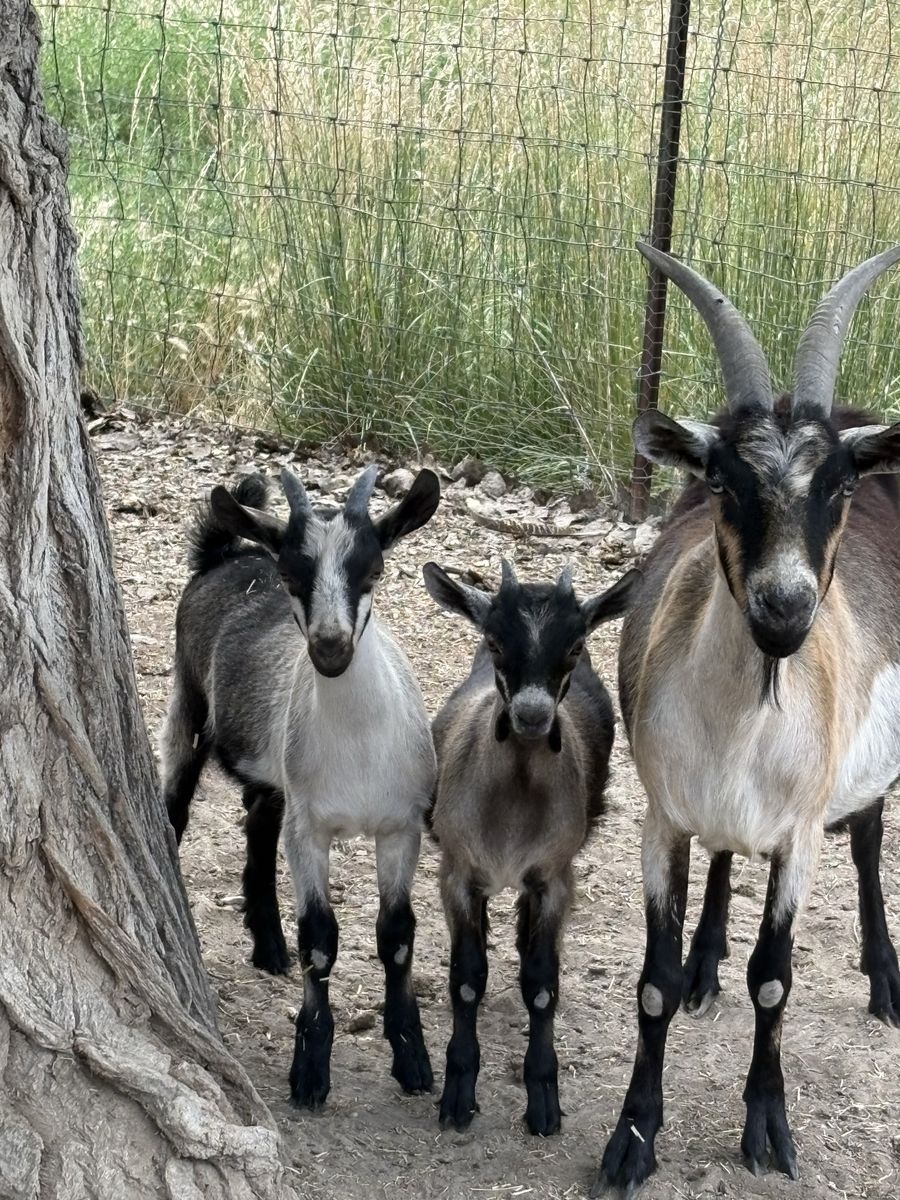 Milk goats
