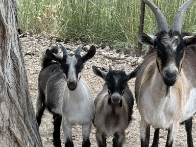 Milk goats