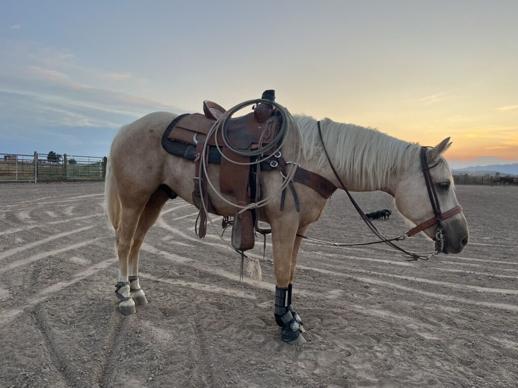 6 YEAR OLD GRADE PALOMINO FOR SALE!!