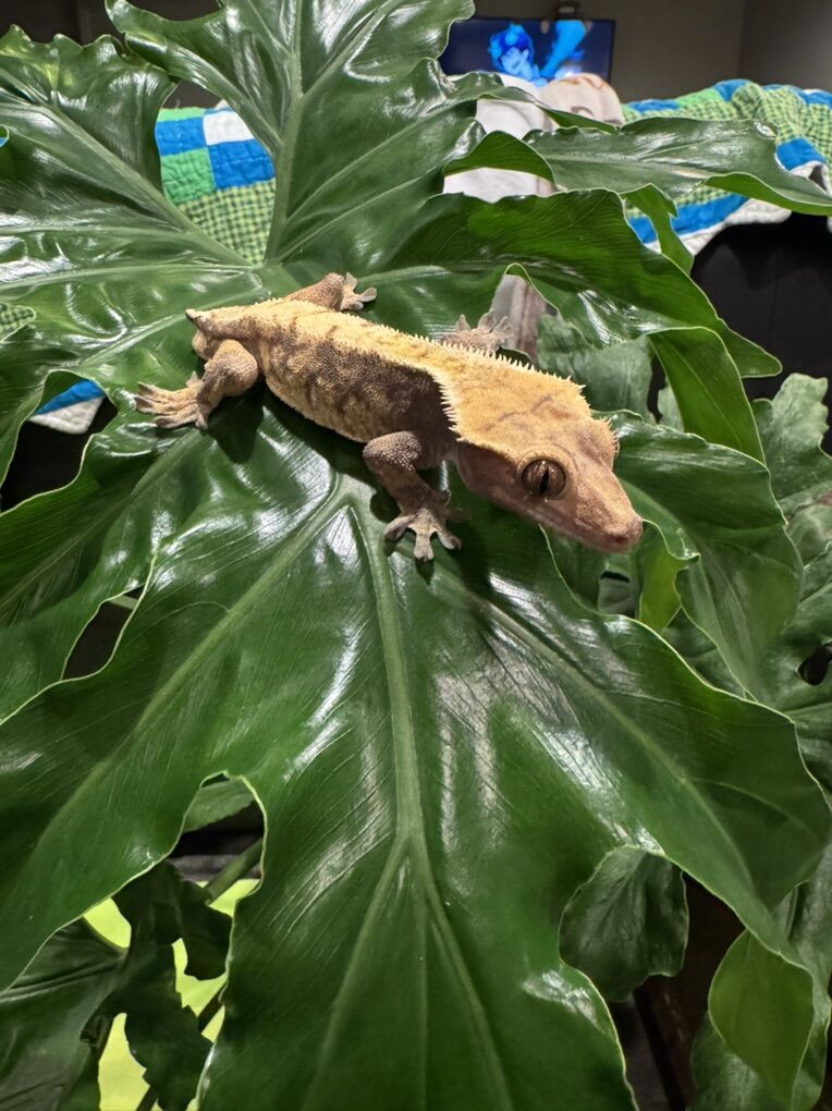 Crested Gecko