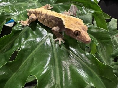 Crested Gecko