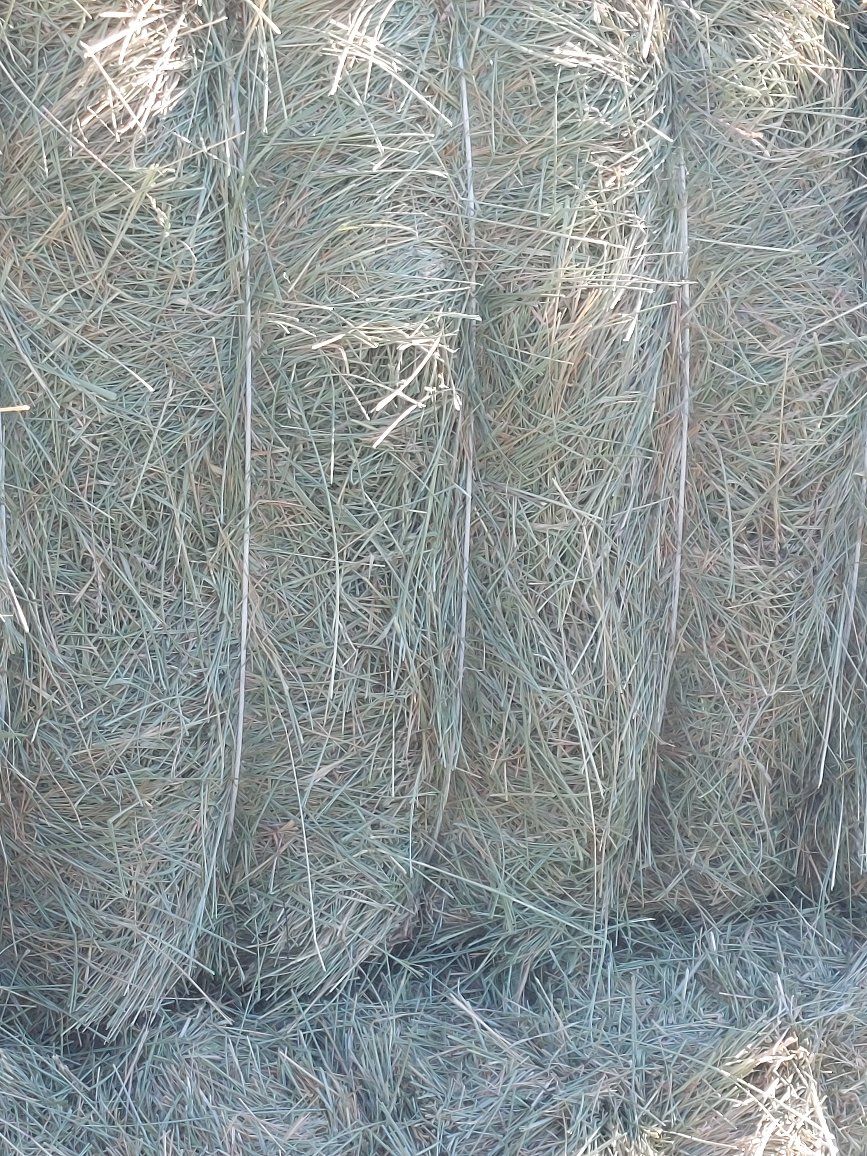 horse quality grass hay.