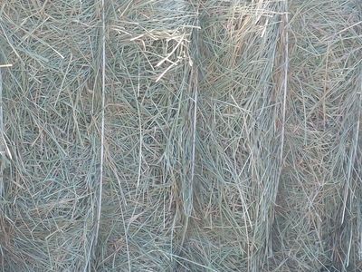 horse quality grass hay.
