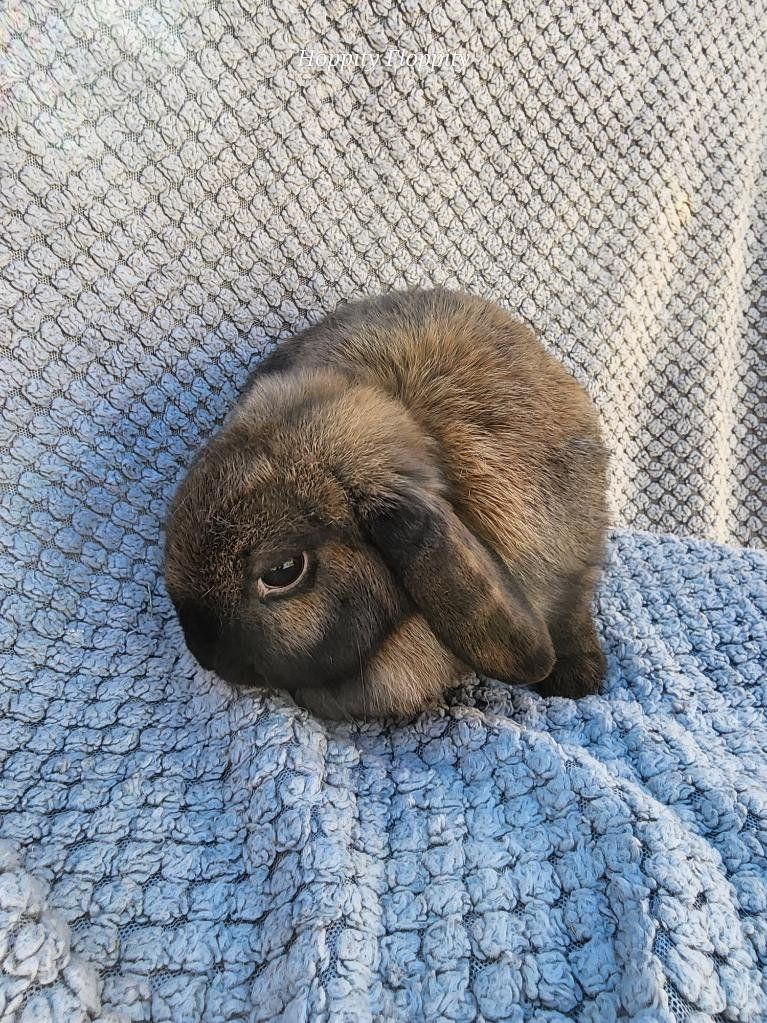 'Shadow' Black Tort Holland Lop Doe
D.O.B. 3/29/25