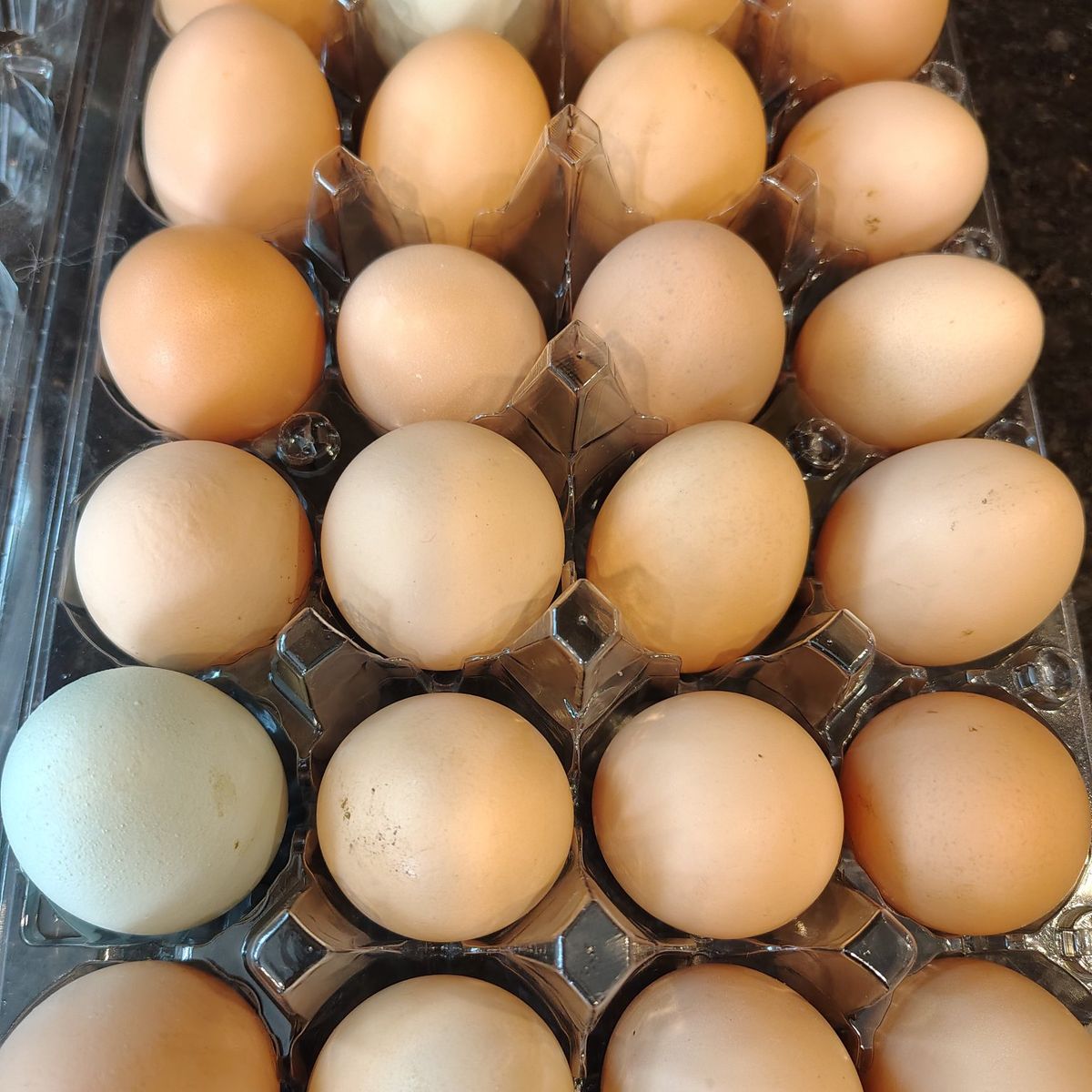 eggs