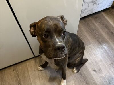 1 Year old Female Boxers