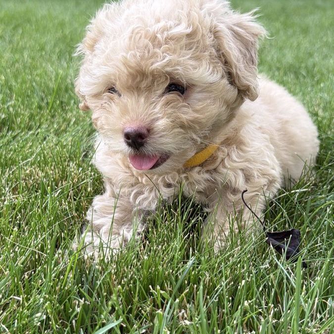 Precious Maltipoo Toy Poodle Mix Puppies