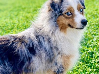 ASDR Toy Australian Shepherd Aussie Stud