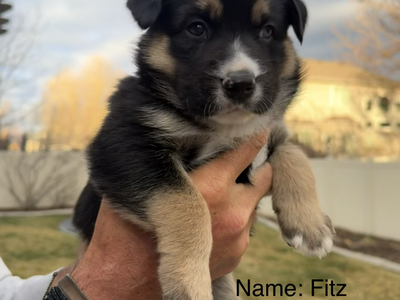 Aussie-Huskies - Only 2 Puppies Left