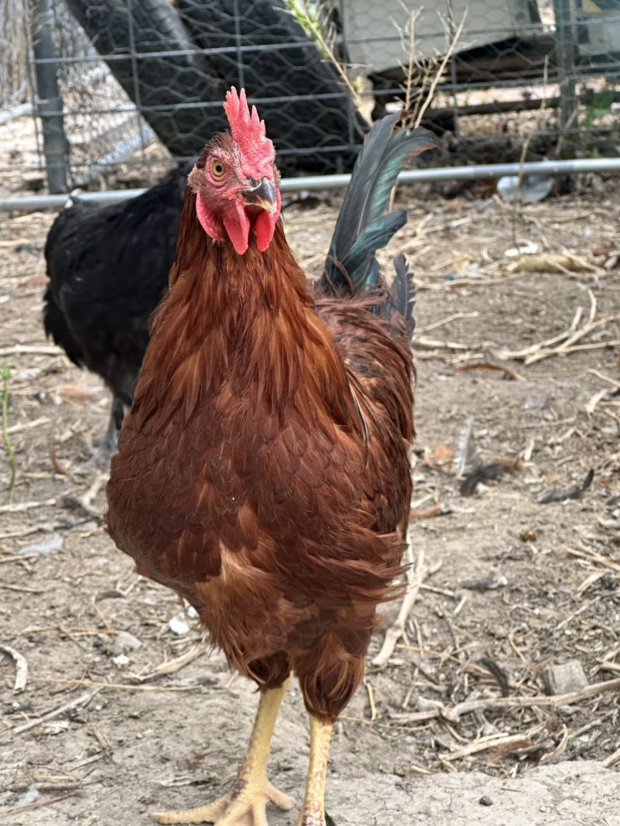 Rhode Island Red rooster-young