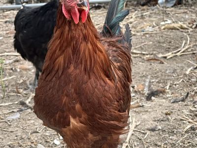 Rhode Island Red rooster-young