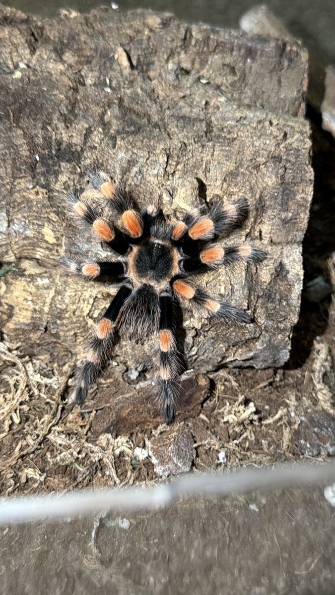 Mexican Redknee Tarantula (Brachypelma smithi) 