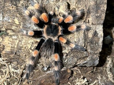 Mexican Redknee Tarantula (Brachypelma smithi)