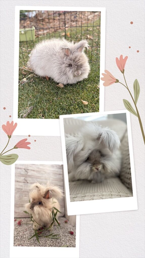 Pedigreed Purebred English Angora Baby Bunnies