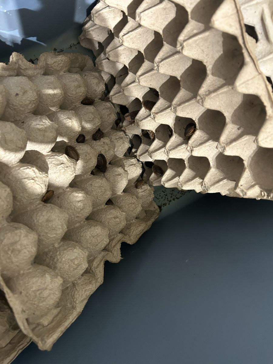 Main image 5