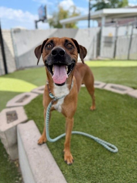 A164273 Woody, Available for Adoption