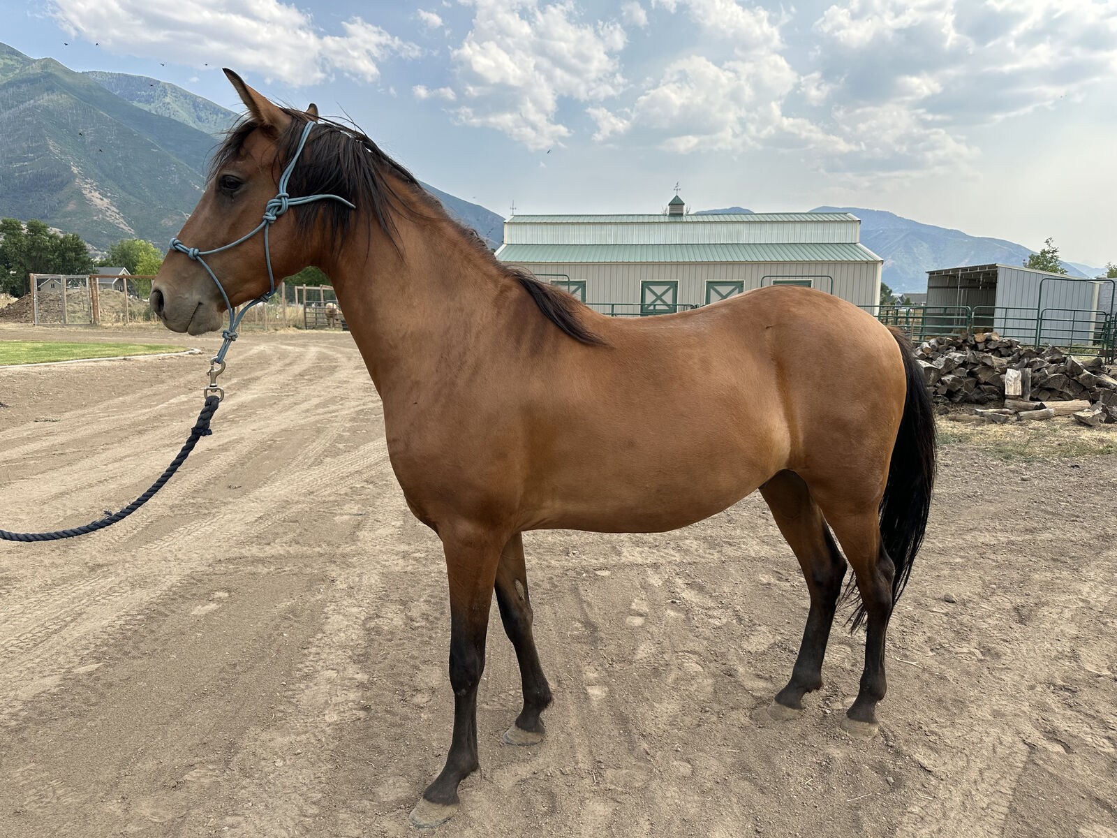 Paso Fino Gelding - DEAD BROKE - 5 year old
