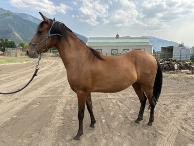 Paso Fino Gelding - DEAD BROKE - 5 year old