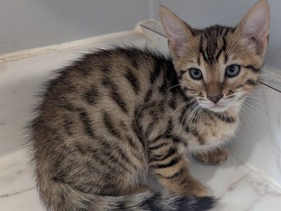 Female Bengal Kitten