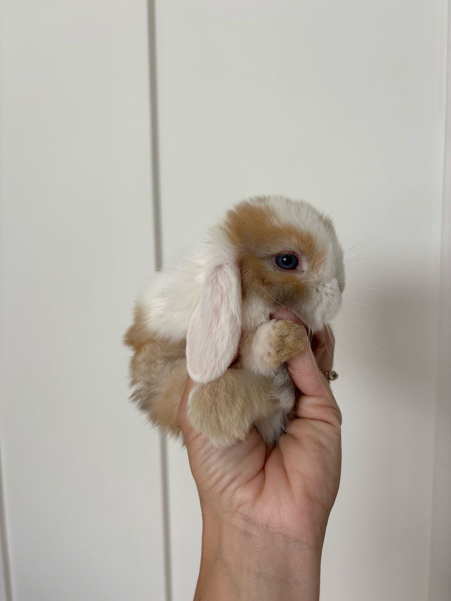 Holland lop buck