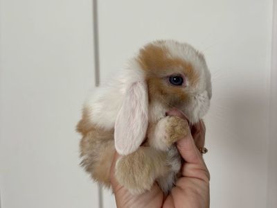 Holland lop buck
