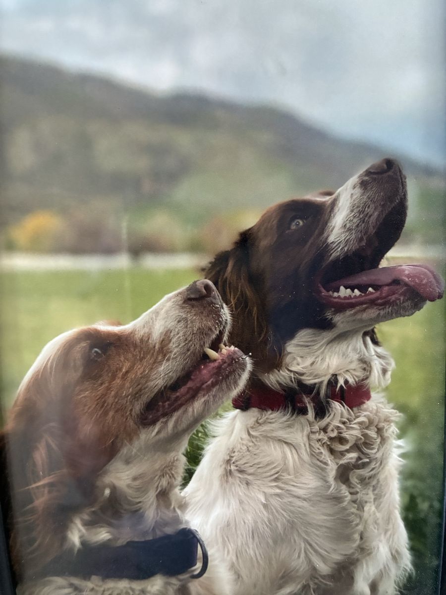 Field-Ready Brittany Spaniel & Kennel Set