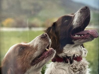 Field-Ready Brittany Spaniel & Kennel Set