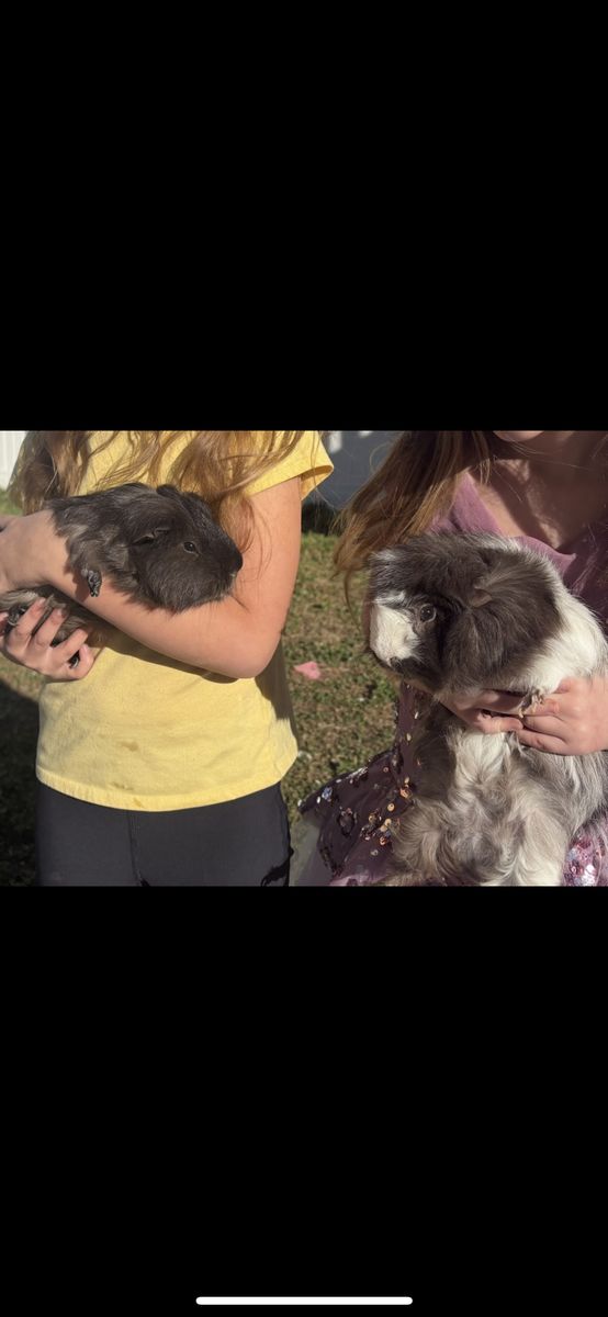extremely Friendly Guineas!!
