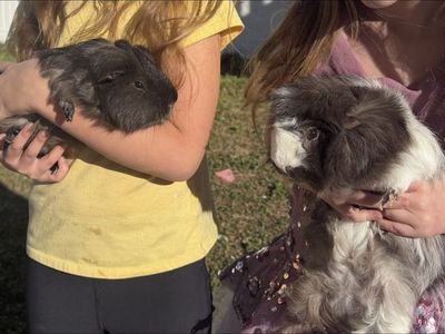 extremely Friendly Guineas!!