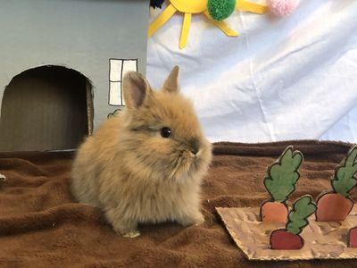 Angora Lionhead Bunnies