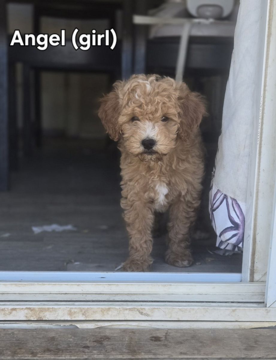 reduced price Mini Goldendoodle Puppies