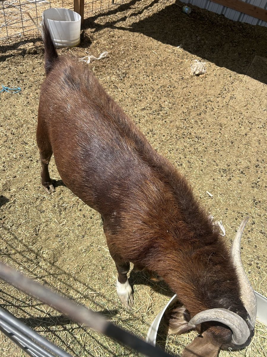 Goat for Sale