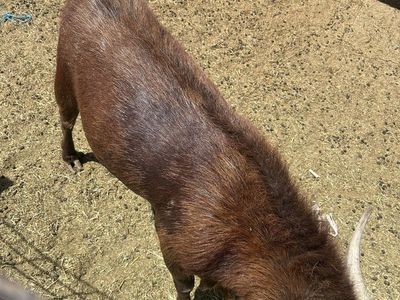 Goat for Sale