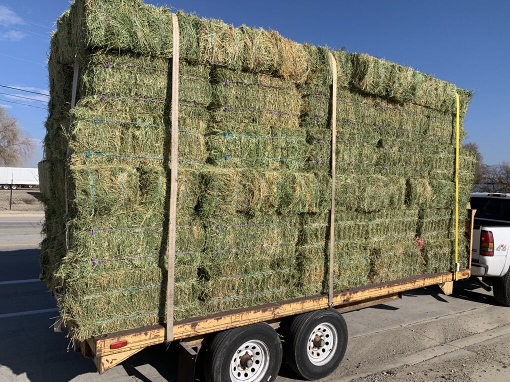 Certified Alfalfa Hay