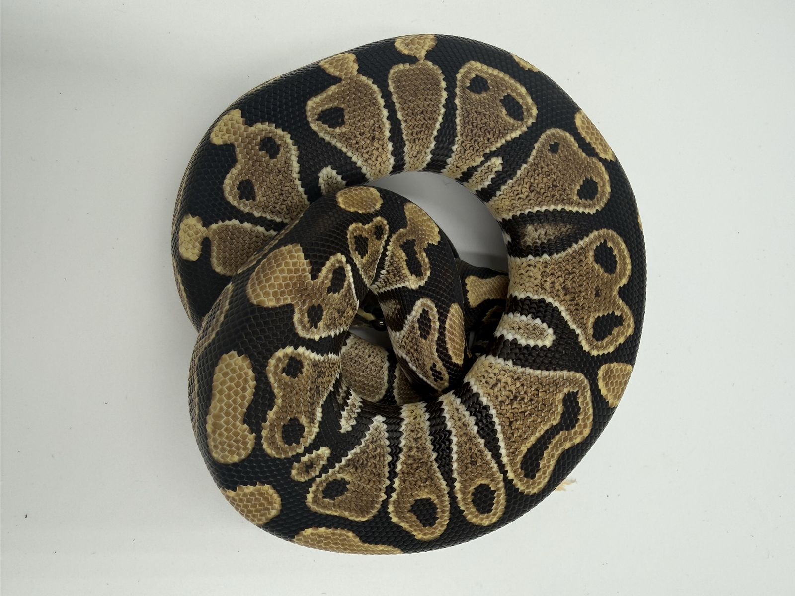 Main image 3