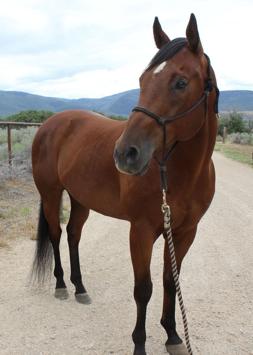 2d/1d barrel horse