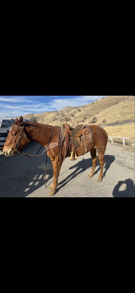 4 Year Old Sorrel Mare