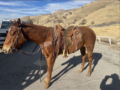 4 Year Old Sorrel Mare