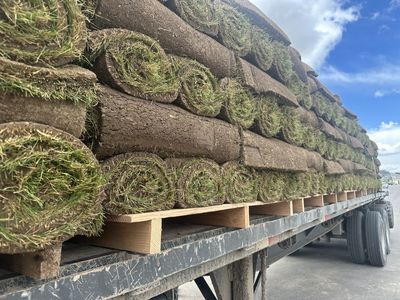 Farm Fresh Sod Kentucky Bluegrass