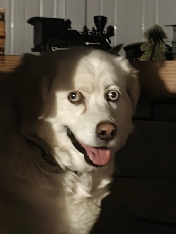 Found blonde lab mix