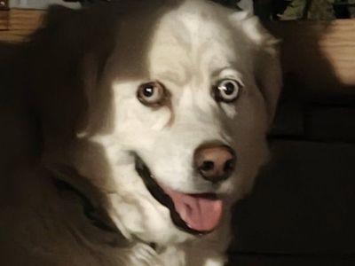 Found blonde lab mix