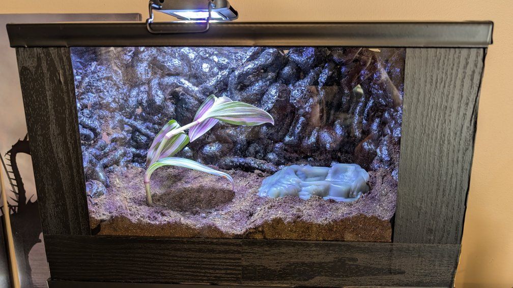 Custom Bioactive 5.5G Vivarium
