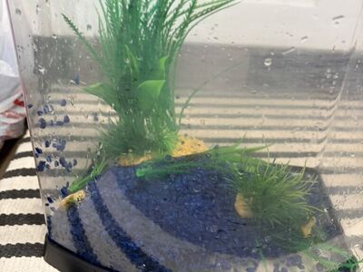 Fish Tank and Accesories