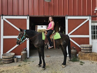 free horse