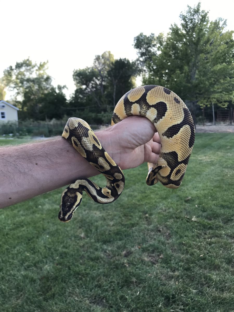 Ball Python