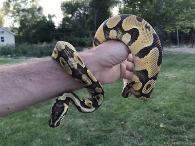 Ball Python